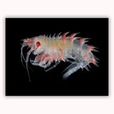 Attēlu rezultāti vaicājumam “Amphipoda”