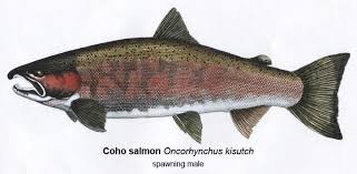 Image result for Oncorhynchus kisutch