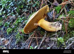 Attēlu rezultāti vaicājumam “Suillus variegatus”