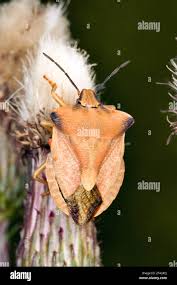 Attēlu rezultāti vaicājumam “Carpocoris sp. nymph”