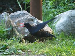 Image result for Pyrrhocorax pyrrhocorax