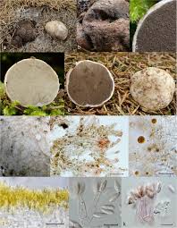 Attēlu rezultāti vaicājumam “Rhizopogon luteolus”