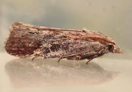 Attēlu rezultāti vaicājumam “Aphomia sociella female”