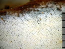 Attēlu rezultāti vaicājumam “Ceriporiopsis aneirina”