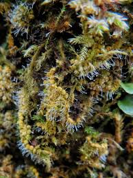 Attēlu rezultāti vaicājumam “Polycephalomyces tomentosus”