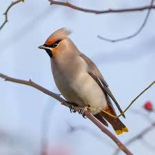 Attēlu rezultāti vaicājumam “Bombycilla garrulus adult”