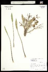 Attēlu rezultāti vaicājumam “Alisma gramineum”