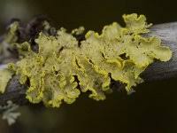 Attēlu rezultāti vaicājumam “Vulpicida pinastri”