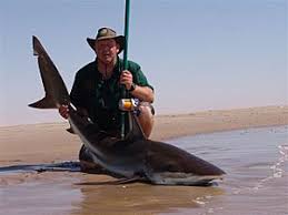 Image result for Carcharhinus brachyurus