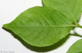 Attēlu rezultāti vaicājumam “Euonymus verrucosus leaf”