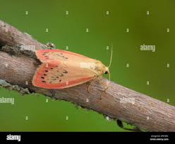 Attēlu rezultāti vaicājumam “Miltochrista miniata”