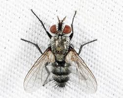 Attēlu rezultāti vaicājumam “Tachinidae”