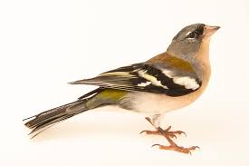 Attēlu rezultāti vaicājumam “Fringilla coelebs”