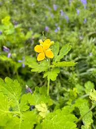 Attēlu rezultāti vaicājumam “Chelidonium majus flower”