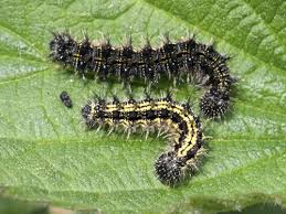 Attēlu rezultāti vaicājumam “Aglais urticae”