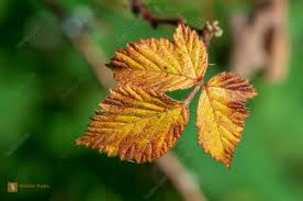 Image result for Rubus sectio