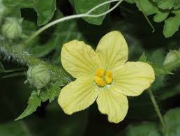 Attēlu rezultāti vaicājumam “Citrullus lanatus”