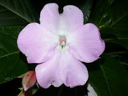 Attēlu rezultāti vaicājumam “Balsaminaceae”