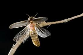 Attēlu rezultāti vaicājumam “Lampyris noctiluca”