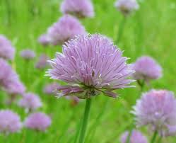 Attēlu rezultāti vaicājumam “Allium schoenoprasum fruit”