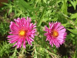 Image result for Aster novae-angliae