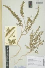 Image result for Chenopodium botrys