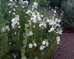 Attēlu rezultāti vaicājumam “Malva moschata alba fruit”