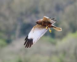 Attēlu rezultāti vaicājumam “Circus aeruginosus”