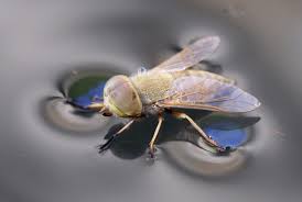 Attēlu rezultāti vaicājumam “Atylotus sp.”