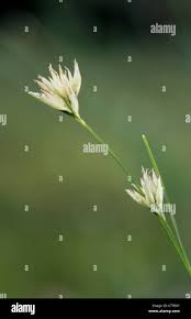 Attēlu rezultāti vaicājumam “Rhynchospora alba flower”