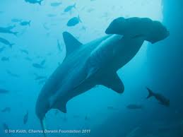 Image result for Sphyrna