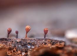 Attēlu rezultāti vaicājumam “Trichia erecta”