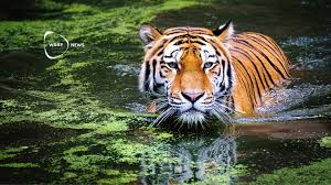 Image result for BERKSHIRE TIGERS THAI