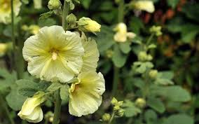Image result for Alcea rugosa