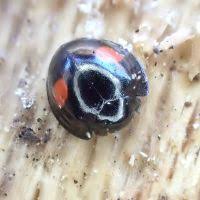 Attēlu rezultāti vaicājumam “Chilocorus renipustulatus”