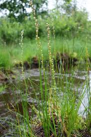 Attēlu rezultāti vaicājumam “Triglochin palustre fruit”