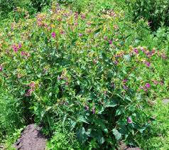 Image result for Mirabilis jalapa