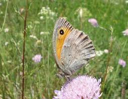 Attēlu rezultāti vaicājumam “Hyponephele lycaon male”