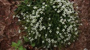 Attēlu rezultāti vaicājumam “Arenaria procera”