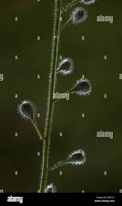 Attēlu rezultāti vaicājumam “Circaea lutetiana fruit”