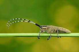 Attēlu rezultāti vaicājumam “Agapanthia villosoviridescens”