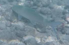 Image result for Albula glossodonta