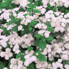 Image result for Ageratum mexicanum