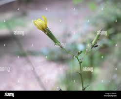 Attēlu rezultāti vaicājumam “Mycelis muralis bud”