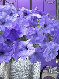 Image result for Petunie