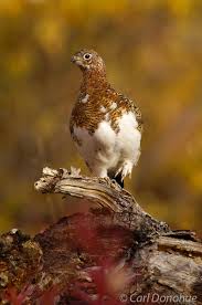 Image result for Lagopus lagopus