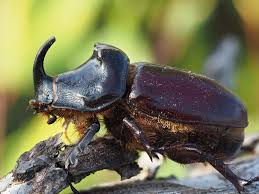 Attēlu rezultāti vaicājumam “Oryctes nasicornis”