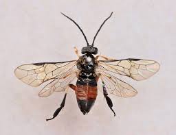 Attēlu rezultāti vaicājumam “Nematus salicis”