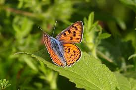Attēlu rezultāti vaicājumam “Lycaena alciphron”