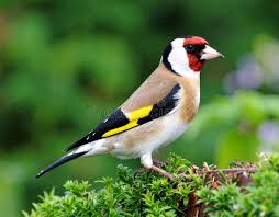 Attēlu rezultāti vaicājumam “Carduelis carduelis”